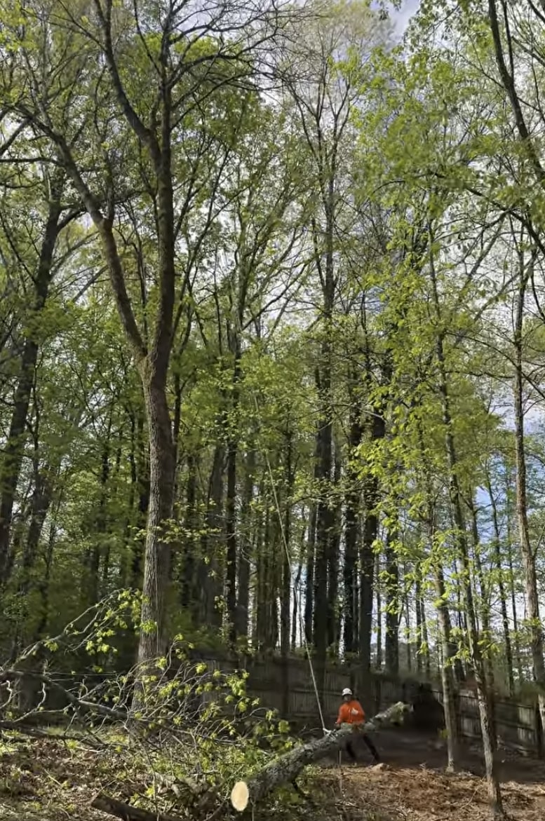 Professional arborist performing cost-effective tree maintenance in Lombard, IL