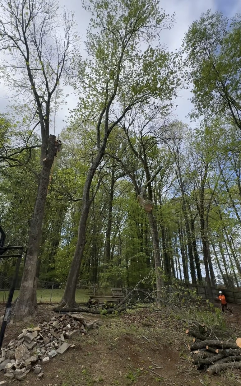 Tree service crew removing stumps and clearing debris in Lombard, IL