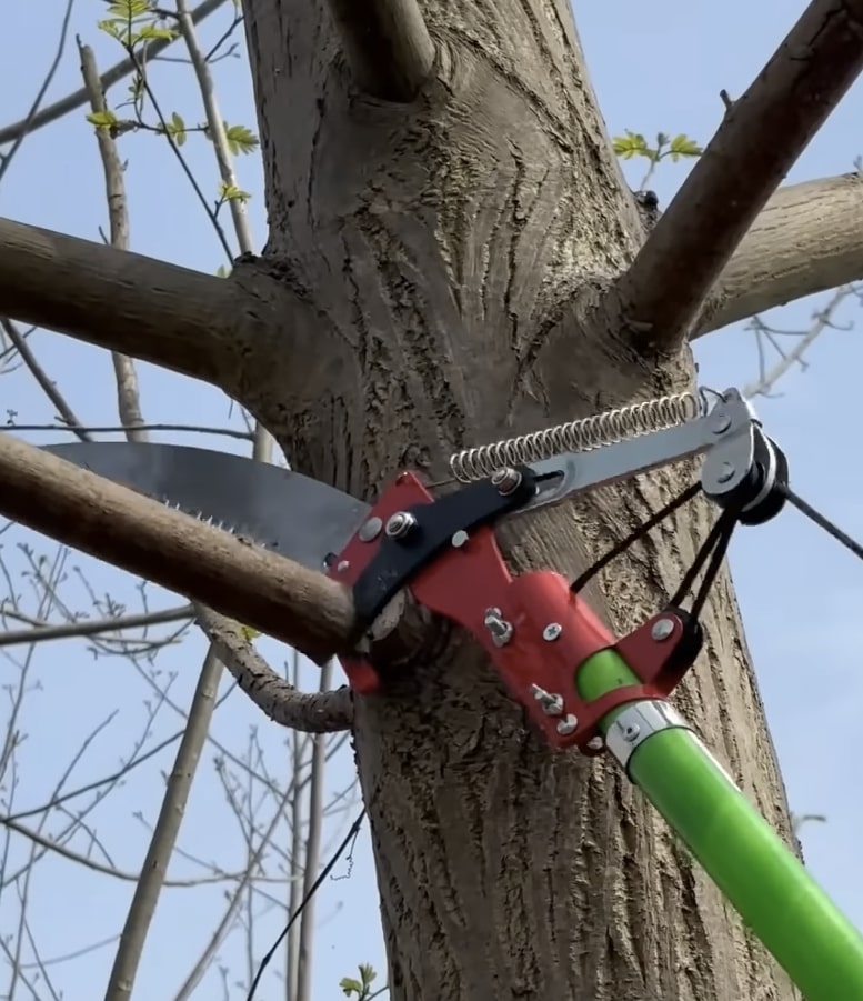 Expert tree trimming and pruning services in Lombard, IL